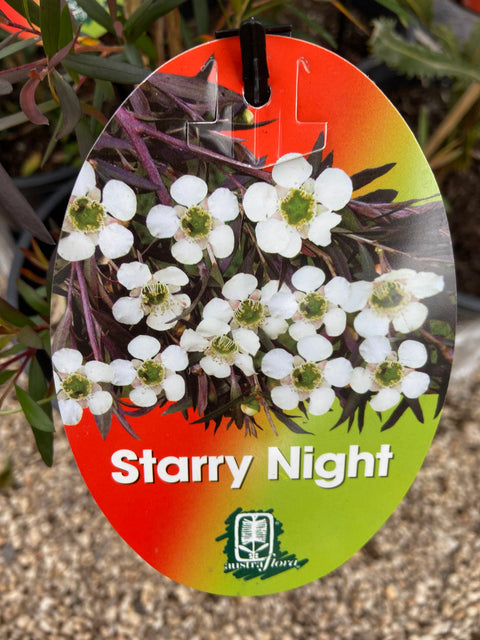 Leptospermum 'Starry Night' 140mm