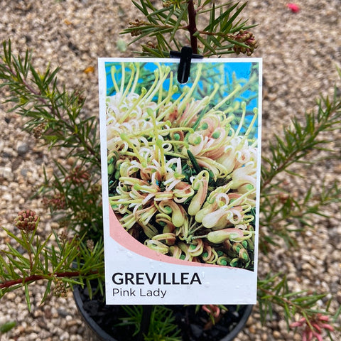 Grevillea Prostrate Pink Lady tube