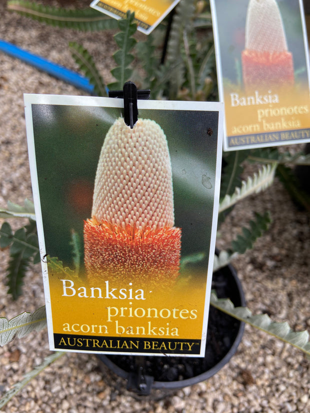 Banksia Prionotes LARGE TUBE