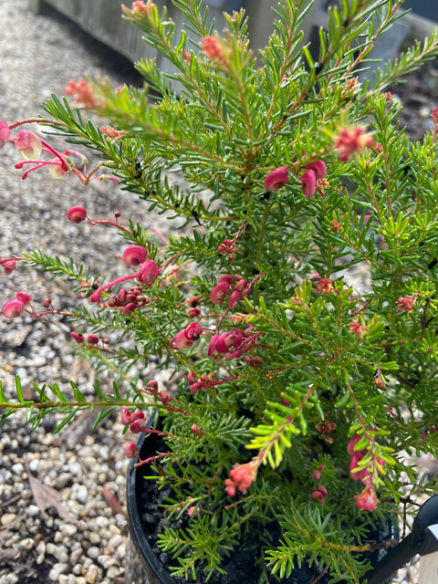 Grevillea Dwarf Green Cape 140mm