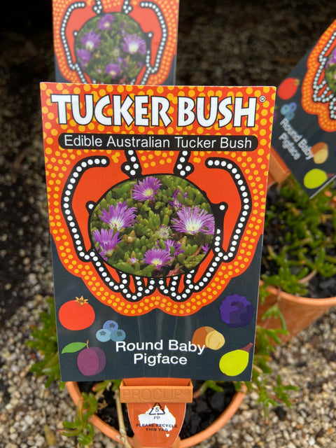 Tucker Bush Round Baby Pigface Disphyma crassifoli