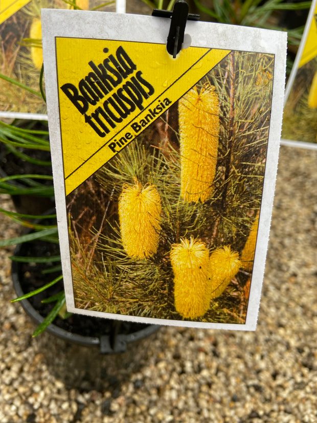Banksia Tricuspis 'Pine Banksia' 140mm