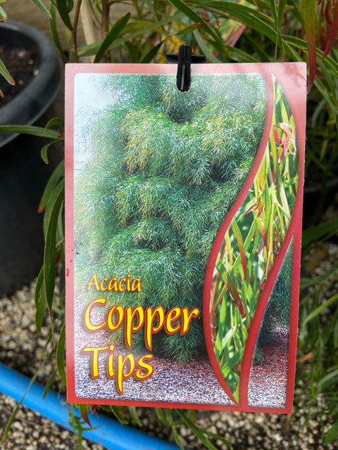Acacia Cognata 'Copper Tips' 200mm