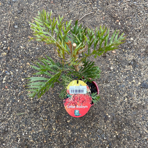 Grevillea 'Little Robyn' 250mm