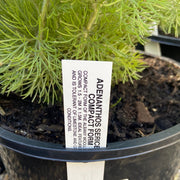 Adenanthos sericeus compact Tube