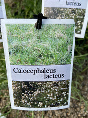 Calocephalus lacteus 140mm