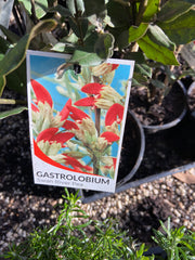 Gastrolobium 'Swan River Pea' 200mm