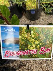 Acacia 'Bridgewater Bay' 140mm