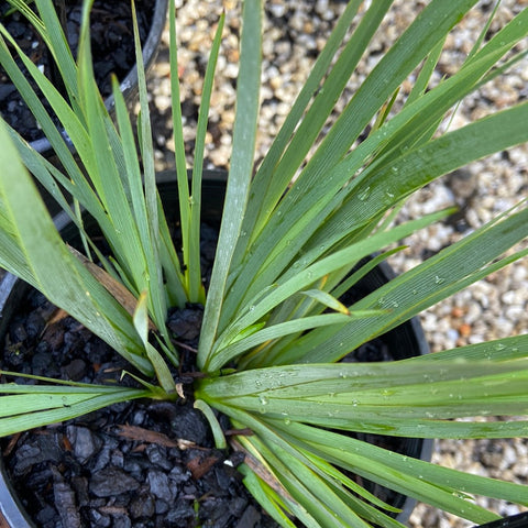 Orthrosanthus multiflorus 200mm