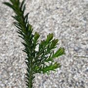 Banksia ericifolia Red Rover 180mm