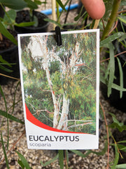 Eucalyptus Scoparia 140mm