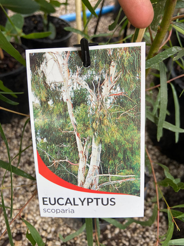 Eucalyptus Scoparia 200mm