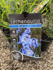 Lechenaultia 'Blue Ruffles' 140mm