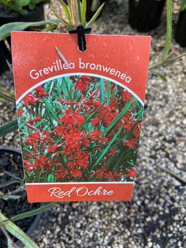 Grevillea Brownenae 'red ochre' 140mm