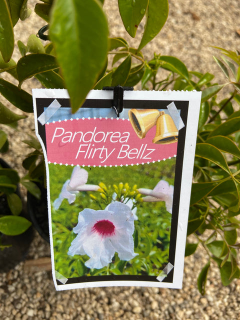 Pandorea jasminoides 'Flirty Bellz' 140mm