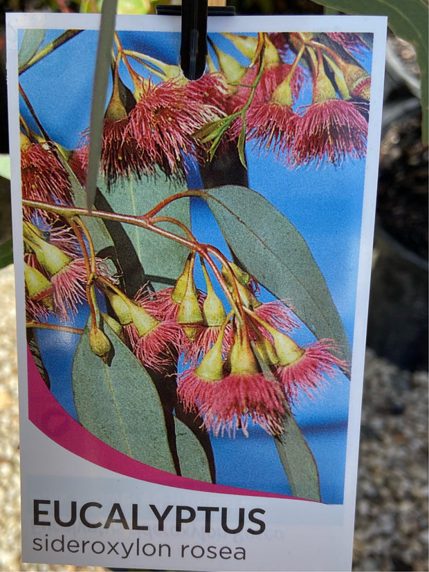 Eucalyptus Sideroxylon Rosea 200mm