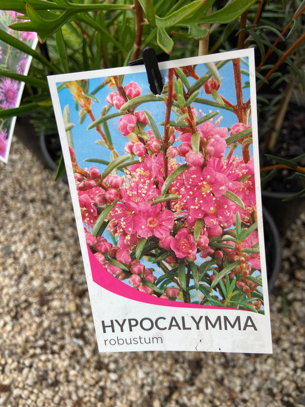 Hypocalymma robustum 140mm