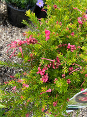 Grevillea Dwarf Green Cape 140mm