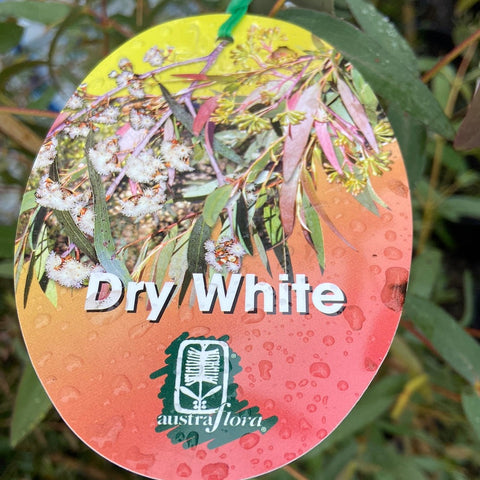 Eucalyptus elata 'Dry white' 400mm