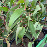 Eucalyptus obliqua 250mm