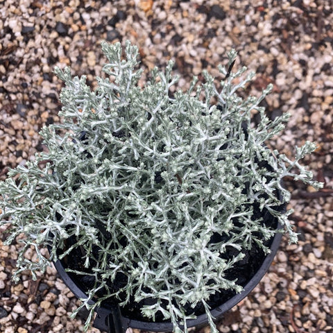 Leucophyta brownii Tube