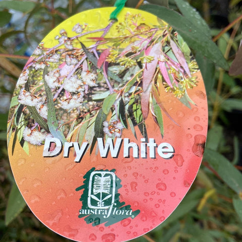 Eucalyptus elata 'Dry white' 200mm