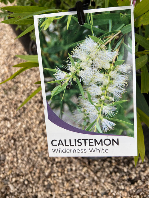Callistemon 'Wilderness White'  140mm