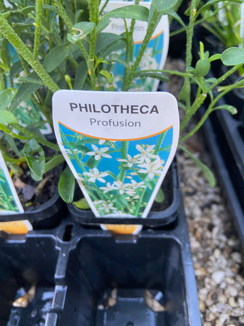 Philotheca Profusion 70mm