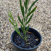 Acacia suaveolens 250mm