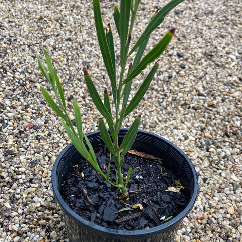Acacia suaveolens 250mm