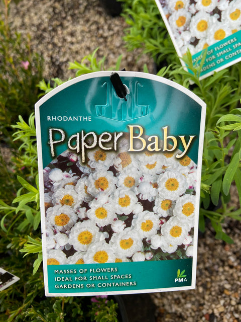 Rhodanthe paper baby 140mm