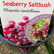 Seaberry SaltBush TUBE