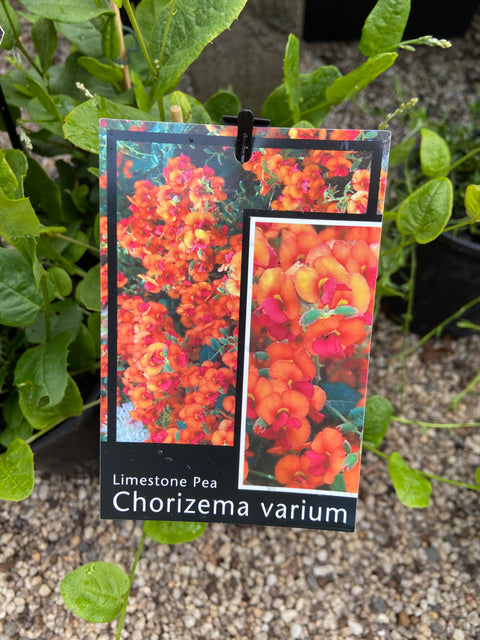 Chorizema varium 140mm