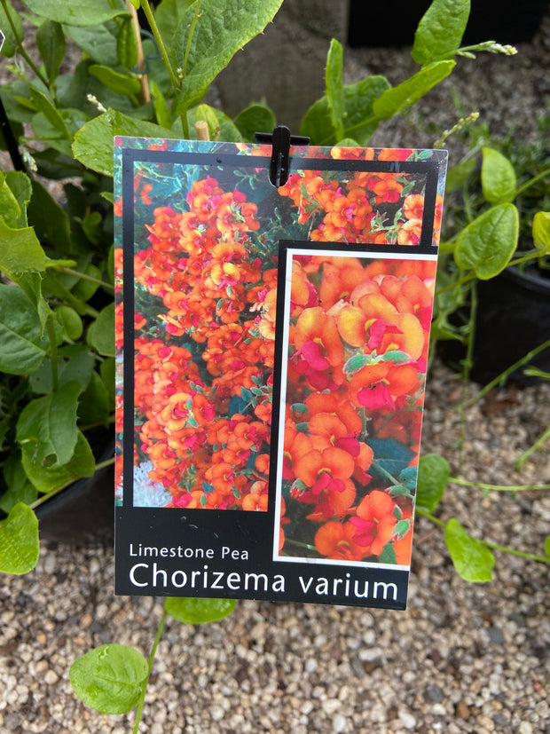 Chorizema varium 140mm