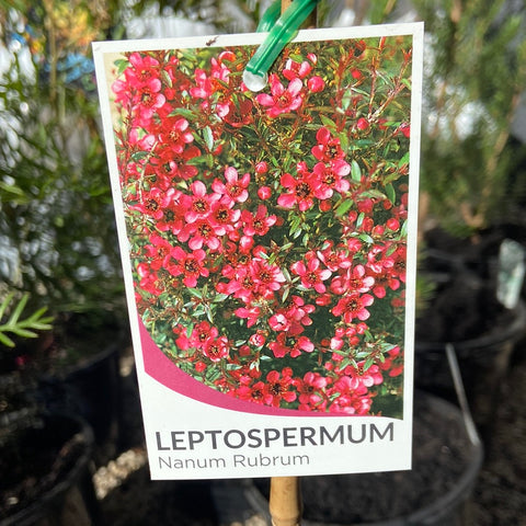 Leptospermum Nanum Rubrum 200mm