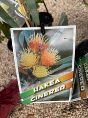 Hakea cinerea 140mm