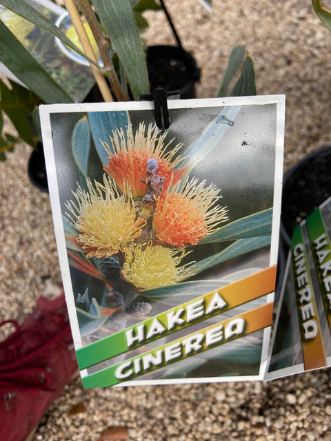 Hakea cinerea 140mm