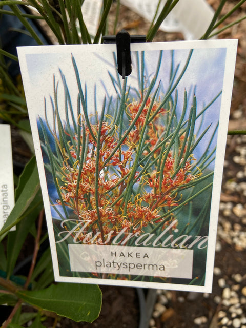 Hakea platysperma 140mm
