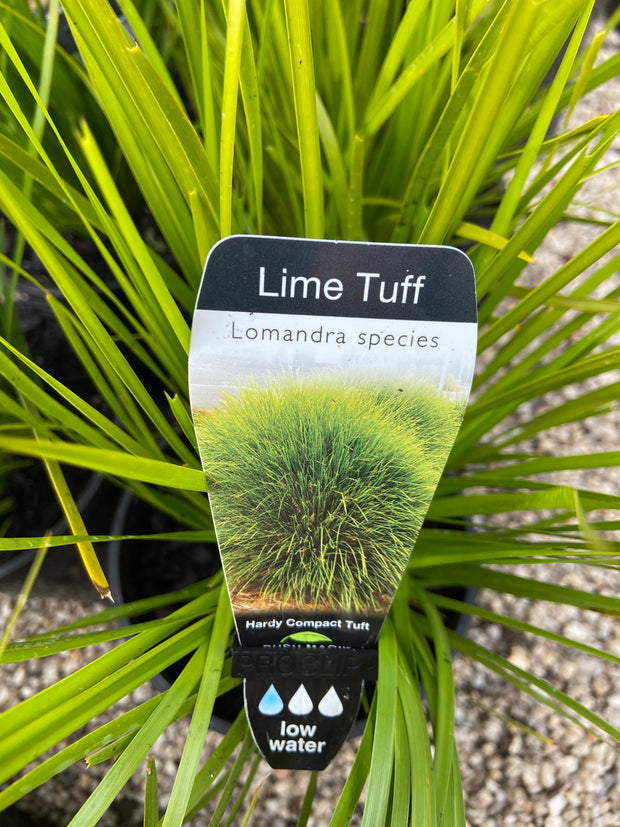 Lomandra 'Lime Tuff' 140mm