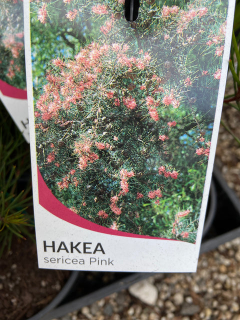 Hakea Sericea Pink 140mm