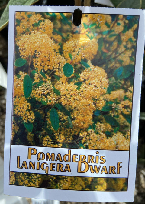 Pomaderris Lanigera Dwarf 200mm