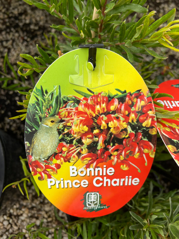 Grevillea 'Bonnie Prince Charlie' 200mm