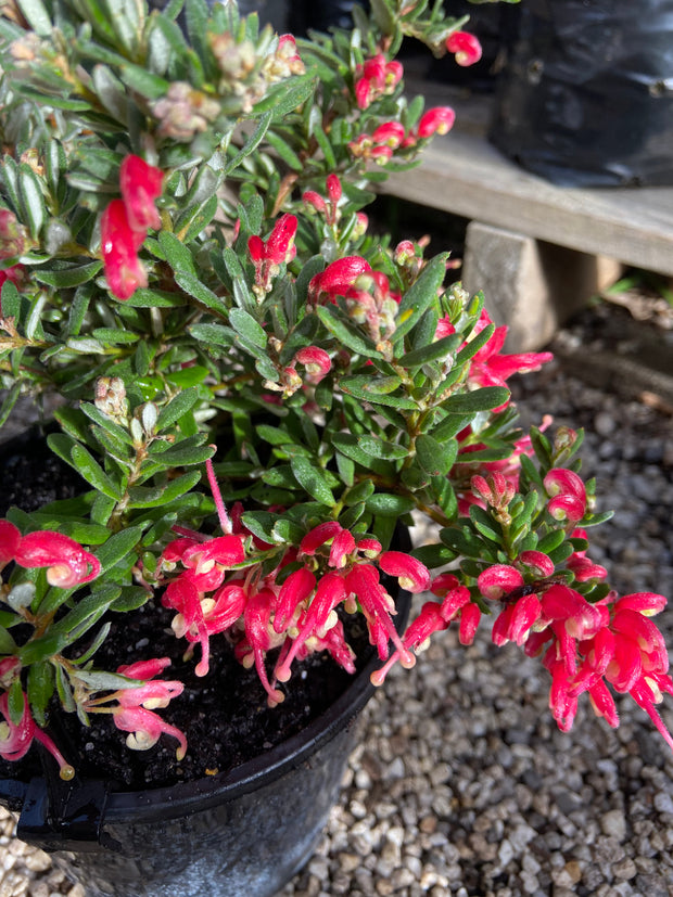 Grevillea 'Jelly Baby' 140mm