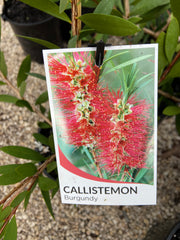 Callistemon citrinus Burgundy 250 mm