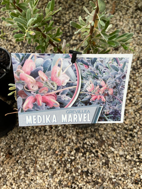 Grevillea 'Medika Marvel' 140mm