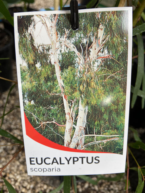 Eucalyptus Scoparia 250mm