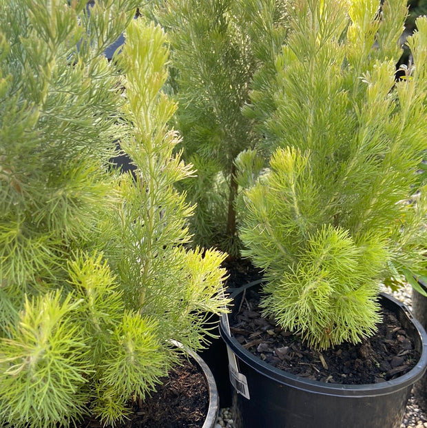 Adenanthos sericeus compact Tube