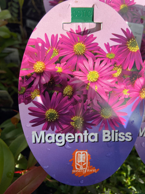 Brachyscome 'Magenta Bliss' 70mm