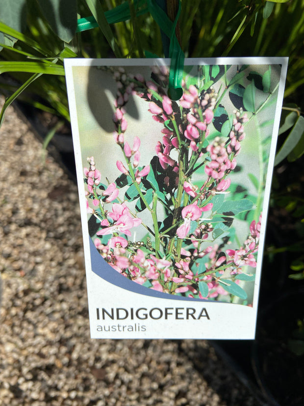Indigofera australis Tube