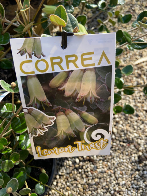 Correa 'Lemon Twist' 140mm